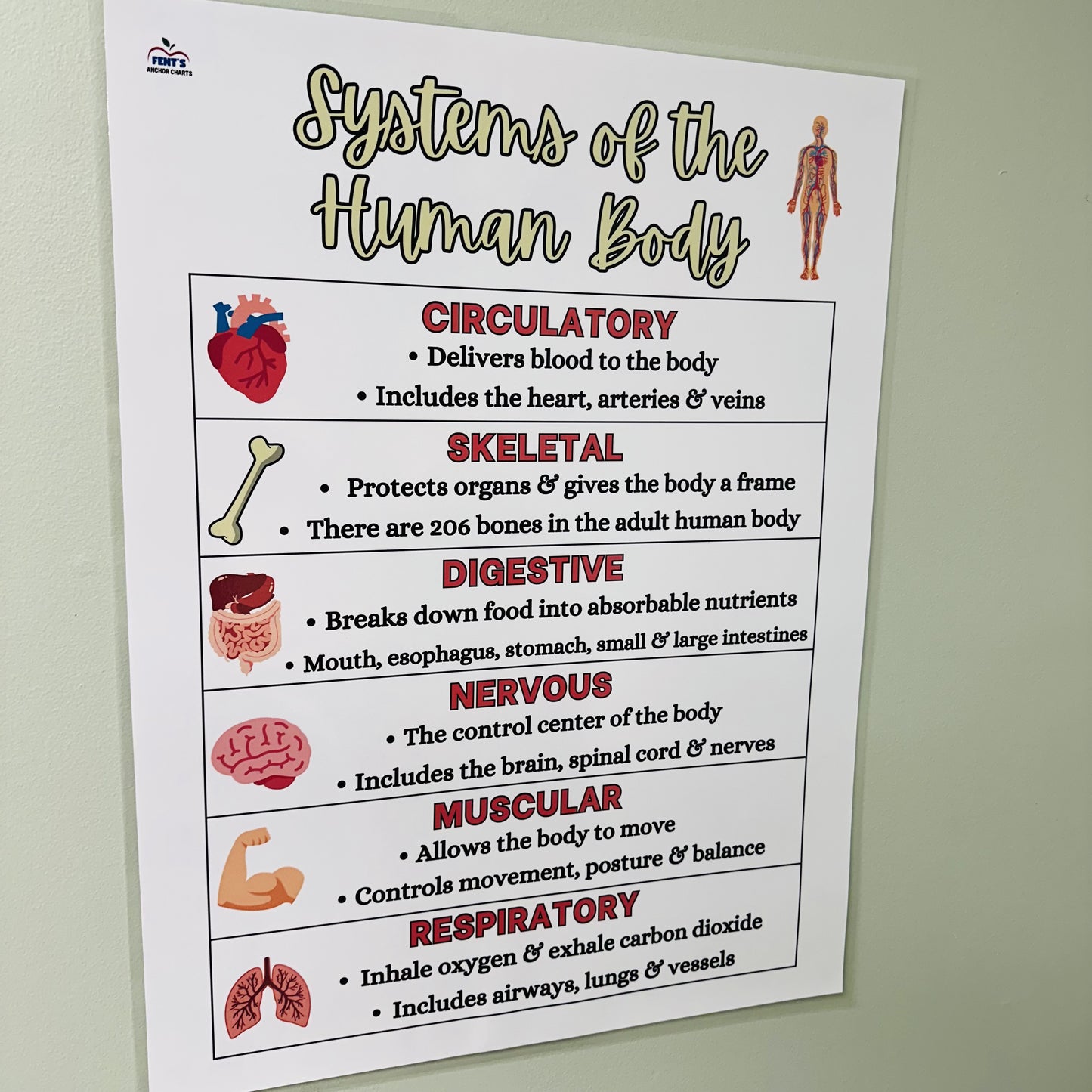 "Systems of the Human Body" Anchor Chart