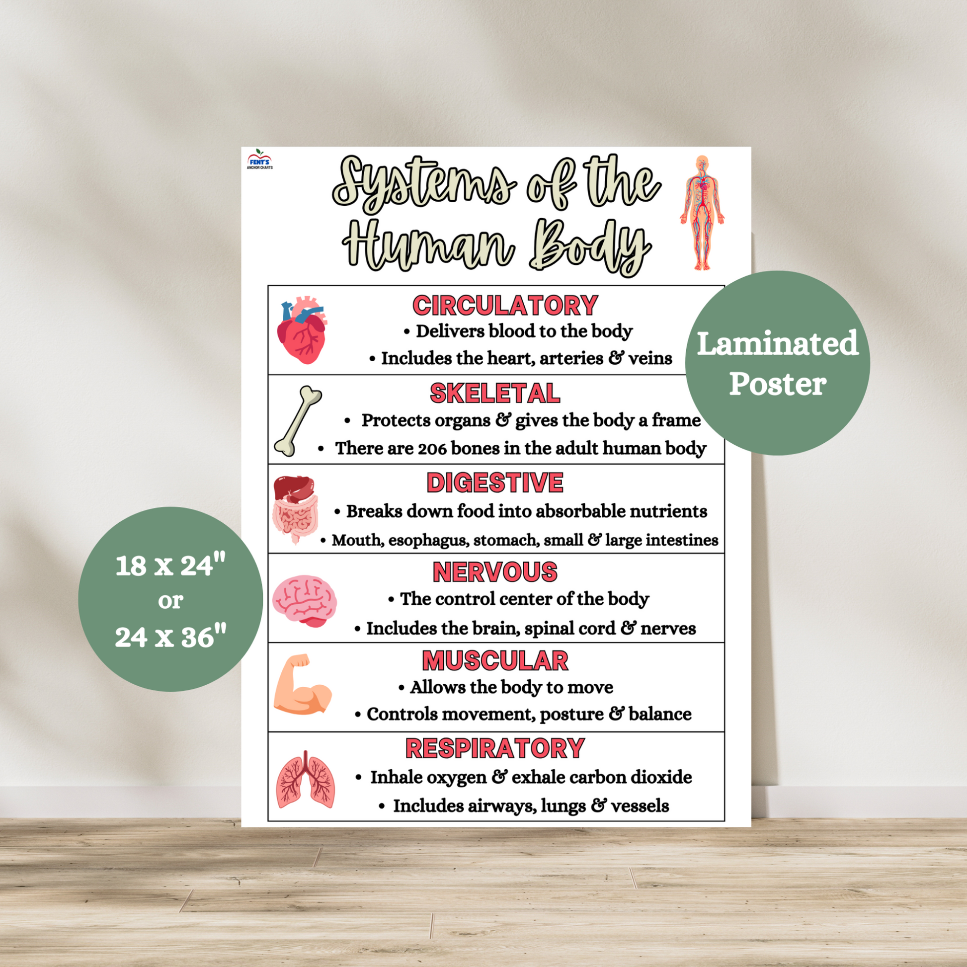 Laminated anchor chart displaying six human body systems—Circulatory, Skeletal, Digestive, Nervous, Muscular, and Respiratory—featuring labeled illustrations and student-friendly descriptions, designed for classroom use.