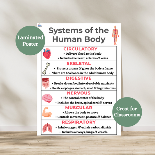 Laminated anchor chart displaying six human body systems—Circulatory, Skeletal, Digestive, Nervous, Muscular, and Respiratory—featuring labeled illustrations and student-friendly descriptions, designed for classroom use. Laminated for durability.